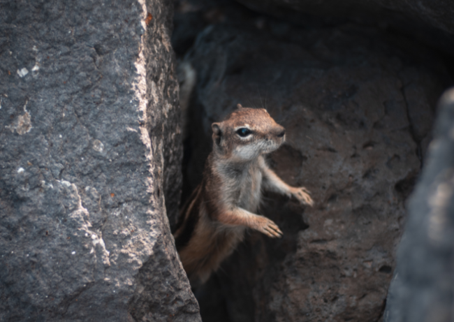 Ground-Squirrel-Peeking-From-Rock