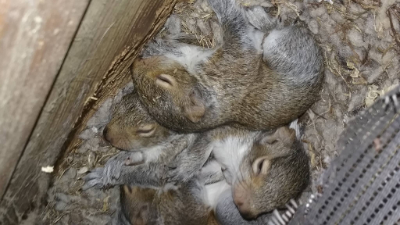 Squirrel-Babies
