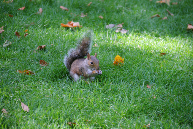 Squirrel-Eating-Food