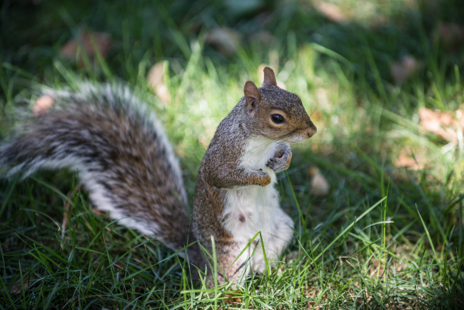 Squirrel-In-Grass