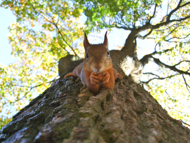 Squirrel-In-Tree