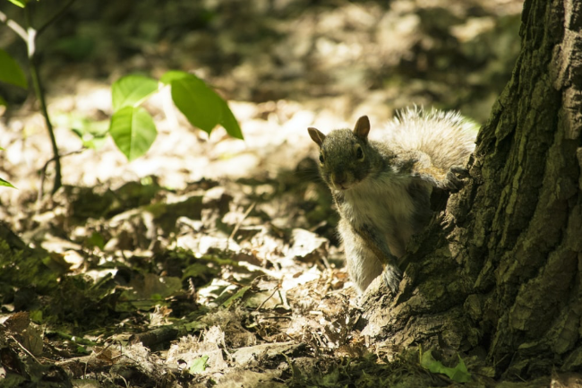 Squirrel-Next-To-Tree