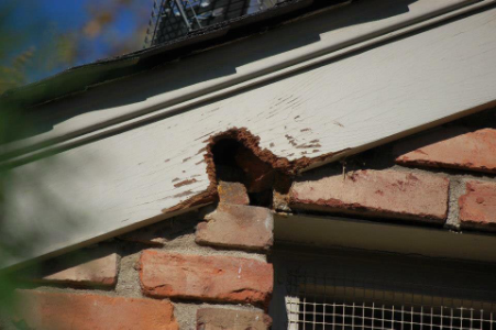 Squirrel-Roof-Damage-2