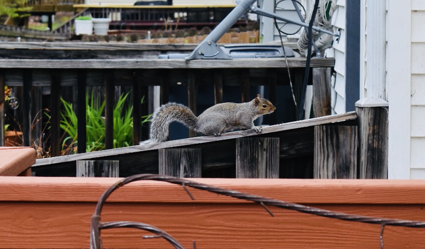 What-a-squirrel-looks-like-1