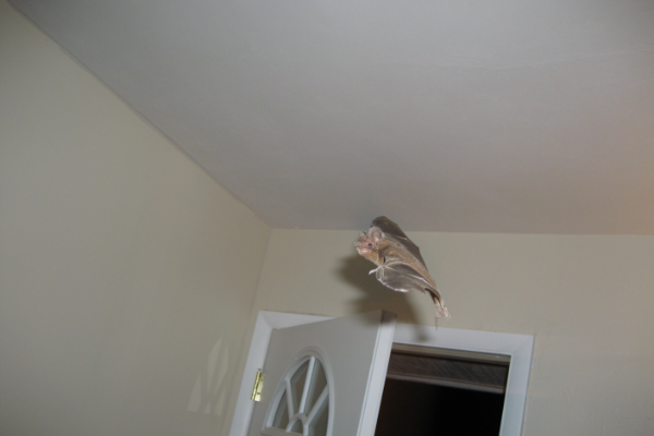 Bat-Flying-In-House