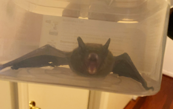 Bat-Hissing