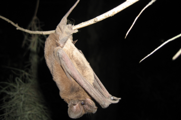 Bat-In-Tree-3