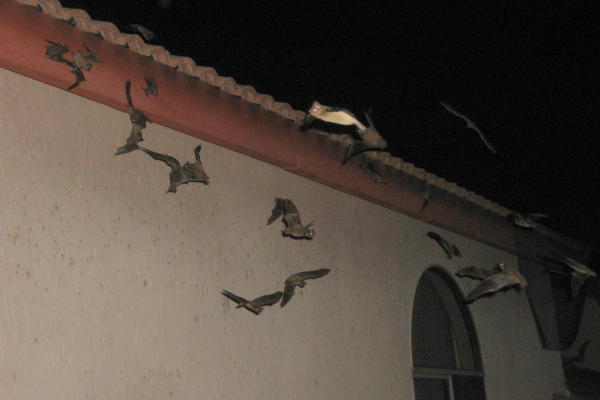 Bats-Flying