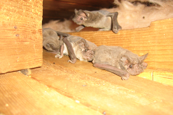 Bats-In-Corner-Habitat