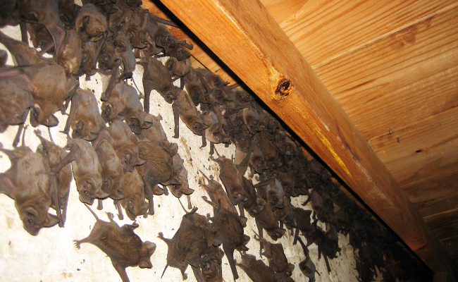 Bats-In-House