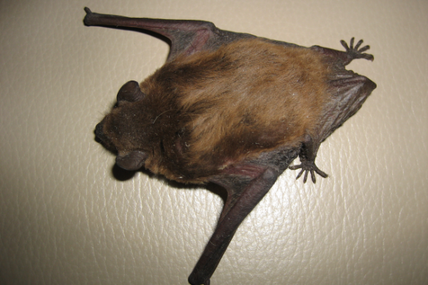 Big-Brown-Bat-2