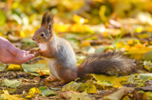 Squirrel Feeding