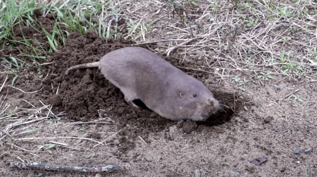 Gopher-Digging