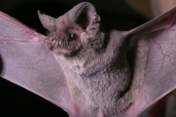 Mexican-Freetailed-Bat-3