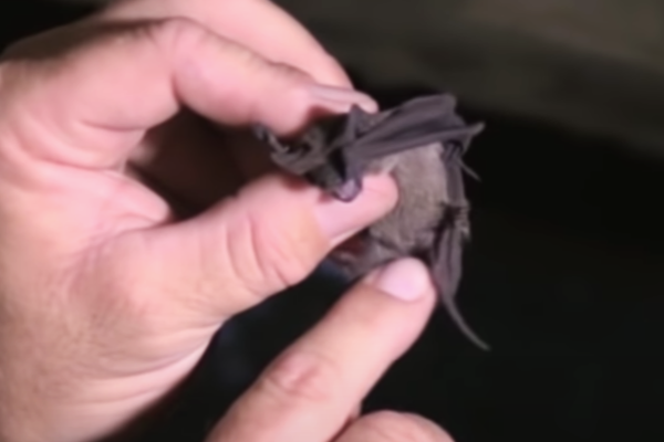 Mexican-Freetailed-Bat-4