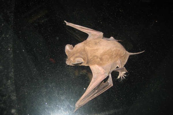 Mexican-Freetailed-Bat