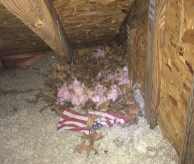 Raccoon-Attic-Damage-1