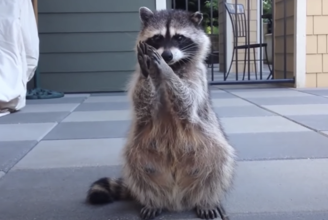 Raccoon-Begging