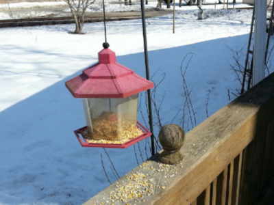 Raccoon-Bird-Feeder