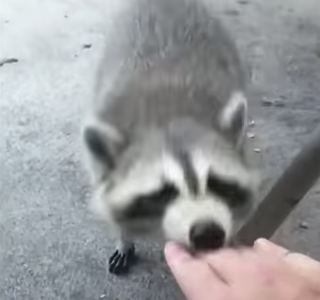 Raccoon-Biting-Hand