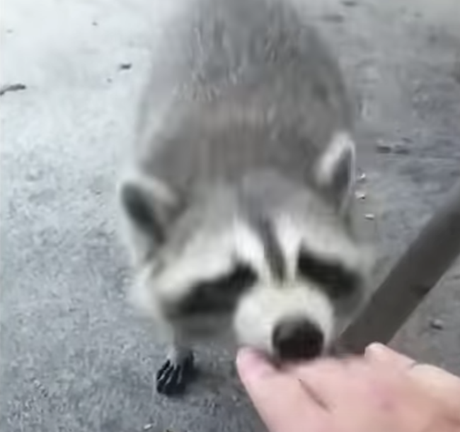 Can Dogs Get Rabbies From Biting Racoon Racoons Rabid skunk, raccoon