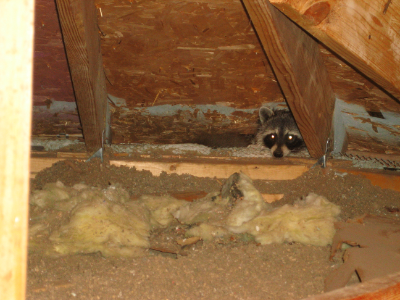 Raccoon-House-Damage-4