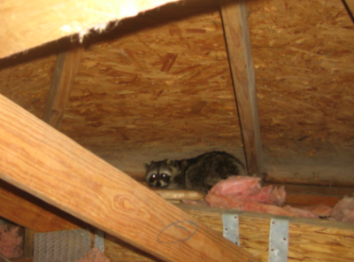 Raccoon-In-Attic-Repel