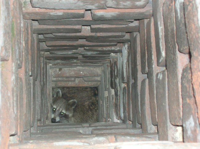 Raccoon-In-Chimney