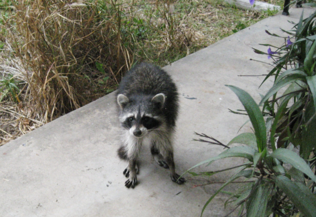 Raccoon-On-Sidewalk-Disease