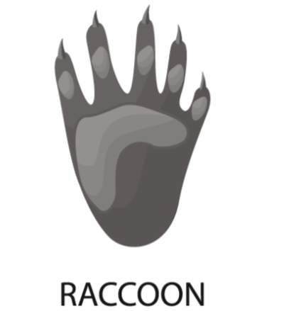 Raccoon-Paw