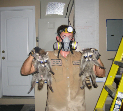 Raccoon-Removal-Pro-1