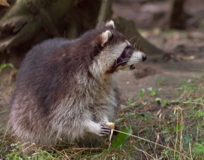 Racoon-Eating