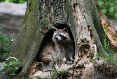 Racoon-In-Tree