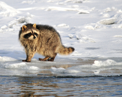 Racoon-Near-Water