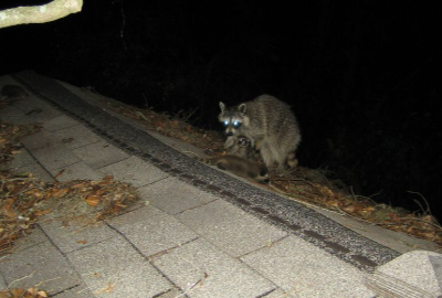 Racoon-With-Babies