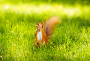Red-Squirrel-In-Park