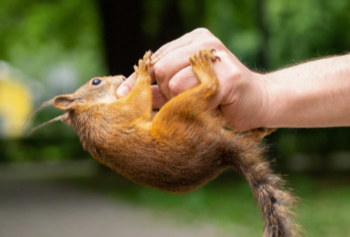 Squirrel-Biting-Hand