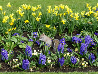 Squirrel-In-Garden