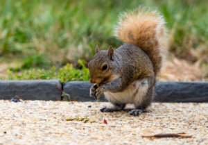 Squirrel-In-Park