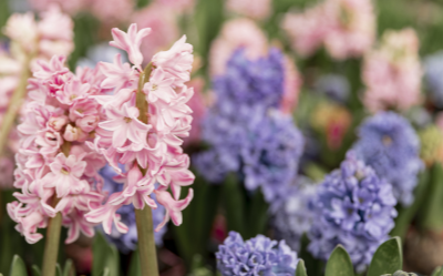 Squirrel-Repellent-Hyacinths