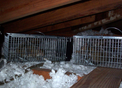 squirrel in attic sound