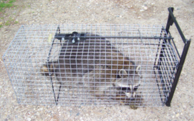 Trapped-Raccoon-1