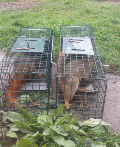 Trapped-Squirrels