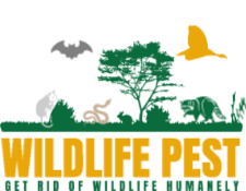 Wildlife Pest Control