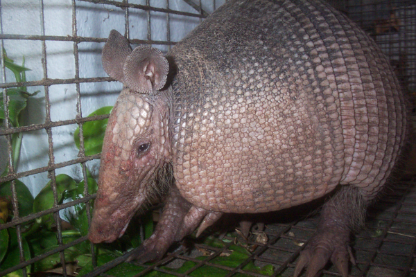 armadillo disease