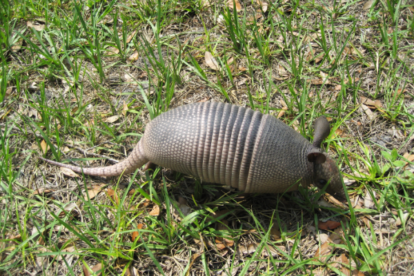 Armadillo-7