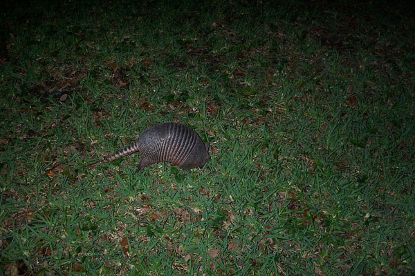 Armadillo-8