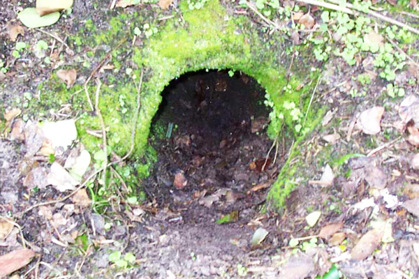 Armadillo-Hole-2