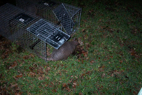 Armadillo-Traps