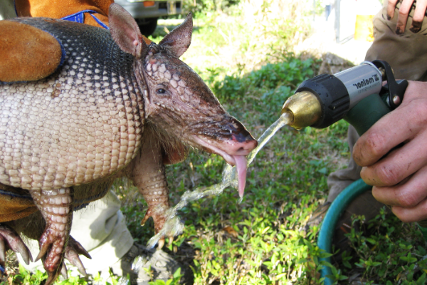 Armadillo-Water-Not-Dangerous